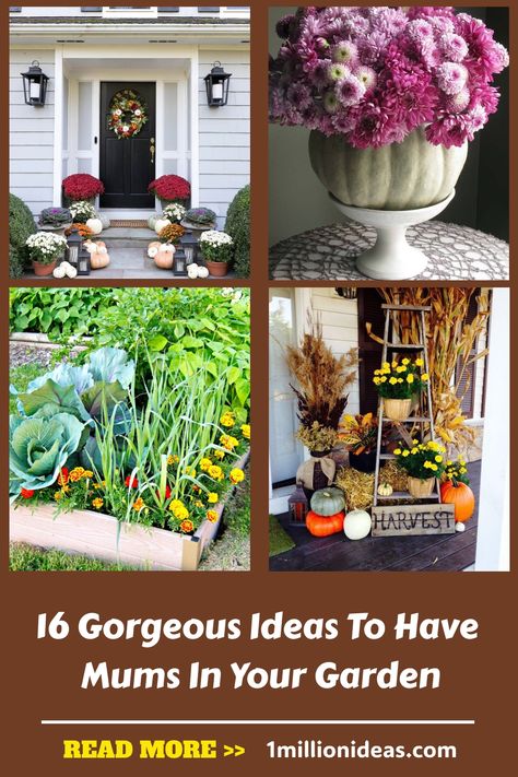 On your front porch, a couple of pots of vibrantly colored mums usually give the space an autumnal feel. However, you may… Mum Planters, Front Door Display, Potted Mums, Mums In Pumpkins, Driven By Decor, Pathway Landscaping, Door Display, Mums Flowers, Midwest Living