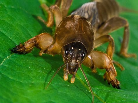 Mole Cricket Mole Cricket, Arthropods, Egyptian Gods, Flora And Fauna, Ponds, Mole, Horn, Bugs, Insects