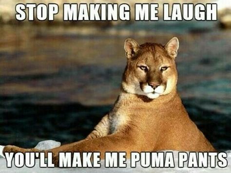 I'm going to puma my pants... Humor Animal, Puma Pants, Bad Puns, George Carlin, Mountain Lion, Memes Humor, Funny Puns, E Card, Laughing So Hard