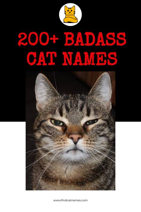 If you’re looking for badass cat names, you’re in luck. We’ve got a list of the toughest, most tenacious names out there. Badass Cat Names, Cool Pet Names, Kittens Care, Boy Cat Names, Girl Cat Names, Unique Cat Names, Badass Names, Funny Cat Names, Boy Cat