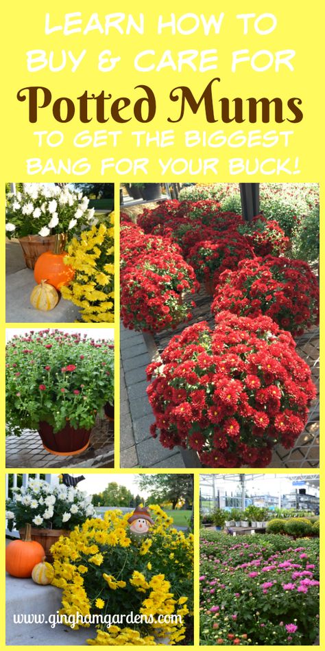 Potted Mums - Tips on Buying and Caring for Potted Mums in the Fall Potted Mums, Caring For Mums, Garden Mum, Fall Mums, Mums Flowers, Tulips Garden, Beautiful Flowers Garden, Garden Care, Flowers Garden