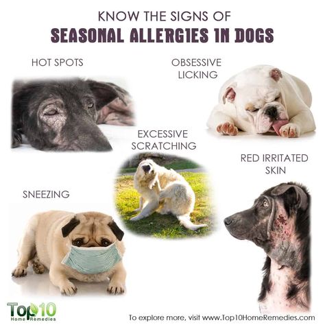 know the signs of seasonal allergies in dogs Allergies In Dogs, Dog Skin Allergies, Seasonal Allergy Symptoms, Dog Hot Spots, Home Remedies For Allergies, Top 10 Home Remedies, Allergy Remedies, Dog Top, Seasonal Allergies