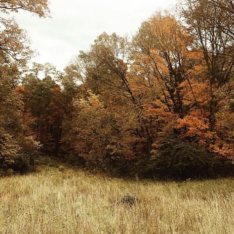 Allison | Seed & Sparrow on Instagram: “The land across from our old farmhouse is bright orange, gold and chartreuse— this picture really doesn’t do it justice. And we think, that…” Southern Autumn Aesthetic, Sunny Fall Aesthetic, Fall Aesthetic Countryside, Autumn Breeze Aesthetic, Countryside Autumn Aesthetic, Slow Autumn, Autumn Homescreen, Autumn Ambiance, Landscape References