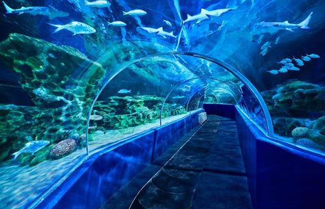 Marine Kingdom, Interactive Kiosks, Public Aquarium, Timber Cabin, Water Aesthetic, Business Hub, The Aquarium, Tourist Places, Aqua Marine