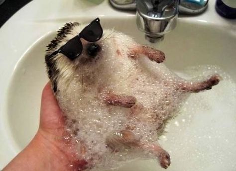 Hedgehog Hedgehog Bath, Animal Captions, Baby Hedgehog, Happy Photos, A Hedgehog, Cute Hedgehog, Awesome Animals, Cute Critters, Animal Pics