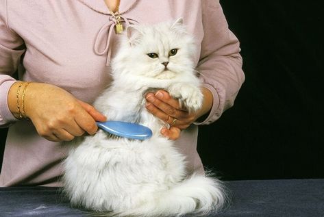 Cat Asthma, Cat Groomer, Cat Shampoo, Allergy Asthma, Asthma Symptoms, Bad Haircut, Blue Lips, Older Cats, Excess Hair