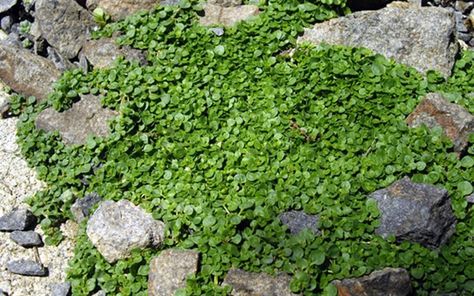 Corsican mint is a great creeper that fills in well once it finds a spot it likes and is perfect under downspouts around faucets and other spots that stay consistently wet... Flower Seed Gifts, Corsican Mint, Best Ground Cover Plants, Popular House Plants, Seeds Gifts, Cover Flower, Pond Plants, Garden Nursery, Ground Cover Plants