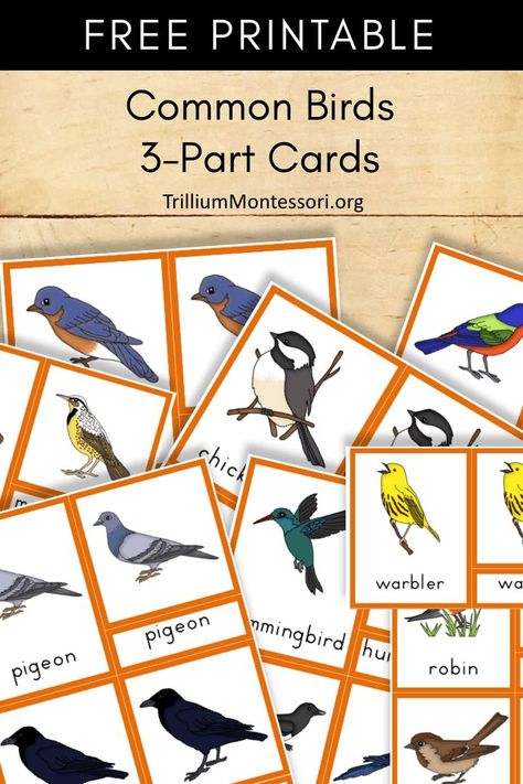 Free printable birds 3 part cards Types Of Birds Preschool, Printable Birds Free, Birds For Preschoolers, B Is For Bird, Birds Preschool, Bird Printables, Birds For Kids, Montessori Science, Homeschool Nature Study