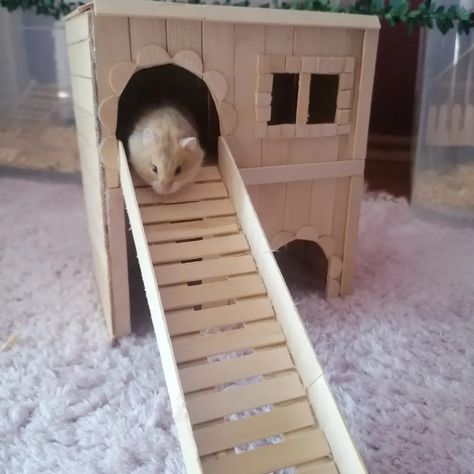 Popsicle Hamster House, Hamster House Diy Popsicle Sticks, Hamster Furniture, Hamster House Diy, Diy Hamster Stuff, Diy Hamster Food, Hamster Diys, Diy Hamster House, Diy Hamster Toys