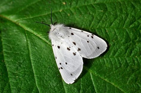 Martin Wainwright’s 10 favourite British moths - in pictures Uk Moths, Uk Butterflies, British Moths, White Ermine, British Butterflies, Large Moth, Beetle Insect, British Wildlife, Never Mind