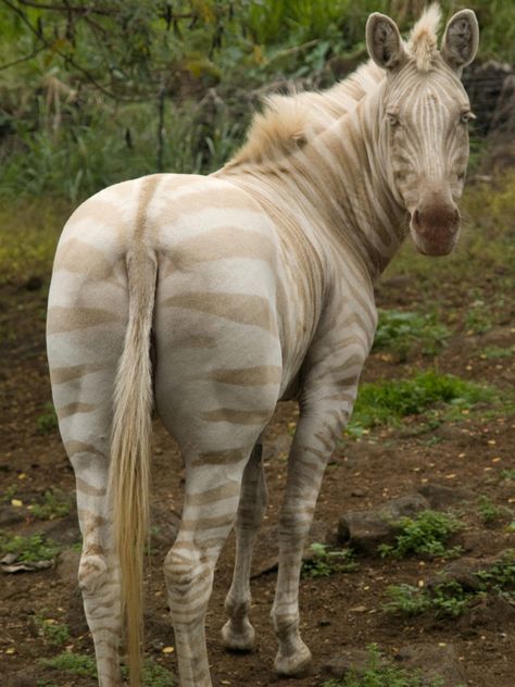 Zoe, Kona’s Rare Golden Zebra, Dies Zebra Pants Outfit, Golden Zebra, Zebra Pants, Aesthetic Animals, Tattoo Animal, Animals Forest, Albino Animals, Extinct Animals, Unusual Animals