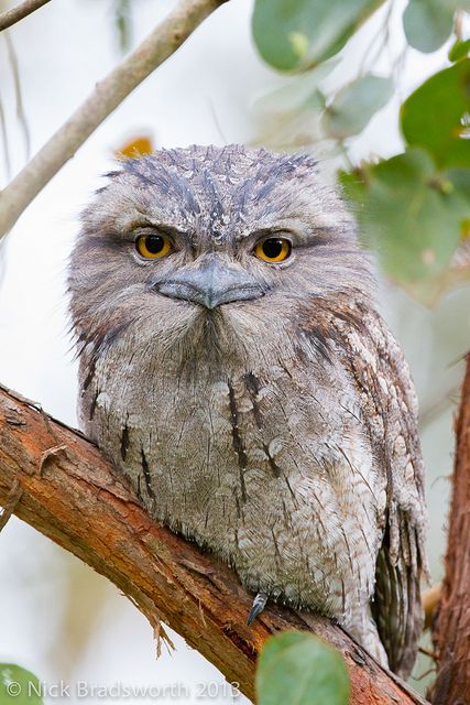 Tawny Frogmouth | Flickr - Photo Sharing! Australian Owls Australia, Frog Science, Tawny Frogmouth, Nick Bradshaw, Awesome Owls, Bird Photos, Owl Pictures, Beautiful Owl, Australian Birds