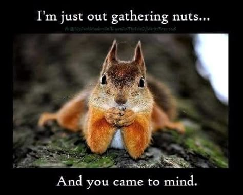 Funny Squirrel Pictures, Squirrel Pictures, Funny Day Quotes, Squirrel Funny, Sara Bareilles, Morning Quotes Funny, Learn Mandarin, Funny Animal Quotes, Cute Squirrel