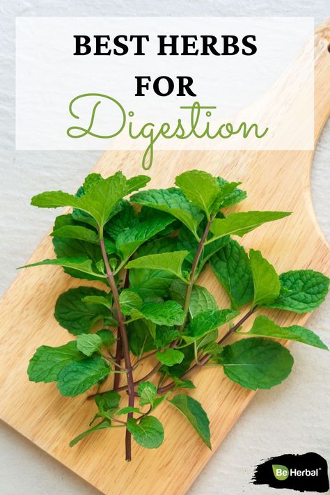 Indigestion is significantly common. It usually happens when you overeat certain foods or eat in a hurry. Burning sensations in the gut, nausea, bloating are common indigestion symptoms. Luckily, there are herbal remedies for digestion and keeping your gut healthy. Check these herbs by reading through this article. #indigestion #gut #guthealth #gutproblems #healthygut #digestion #healthydigestion #gastrointestinal #stomachhealth Herbs For Digestion, Indigestion Symptoms, Stomach Cramps, Aloe Juice, Natural Health Care, Upset Stomach, Health Guide, Basil Leaves, Natural Health Remedies