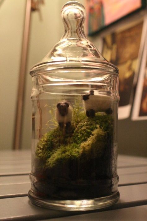 Needle felted sheep in (live) terrarium Live Terrarium, Cloche Decor, Felted Sheep, Needle Felting Diy, Felting Ideas, Craft Stalls, Needle Felting Projects, So Creative, Felt Diy