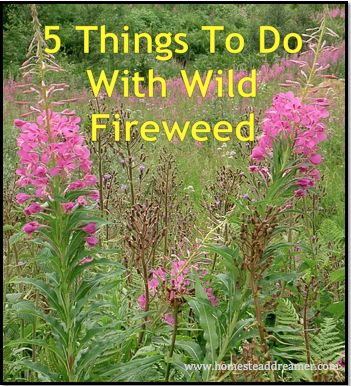 Wild Fireweed grows everywhere here. It lines the roads and fills the valleys, bringing a vibrant splash of color in an otherwise green temperate rainforest. Also called Willowherb, Wild Fireweed is not only edible, it has some minor medicinal uses, too. Learn more about this wonderful wild edible and increase your foraging knowledge! Wild Fireweed … … Continue reading → Fireweed Recipes, Alaska Foraging, Fireweed Jelly, Foraging Plants, Edible Weeds, Wild Foraging, Wild Food Foraging, Foraging Recipes, Edible Wild Plants