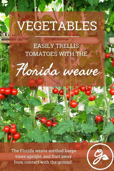 Florida Weave Trellis, Florida Weave Tomatoes, Florida Weave, Best Tasting Tomatoes, Tomato Trellis, Vegetable Gardens, Tomato Garden, Low Tech, Growing Tomatoes