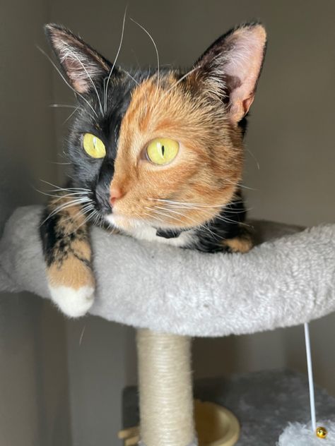 half and half cat :) #calico #tortie Half Black Half Orange Cat, Dr Pets, Tortie Cat, Cat Calico, Meow Mix, Hybrid Cat, Tortoiseshell Cat, Cute Cat Memes, Oc Design