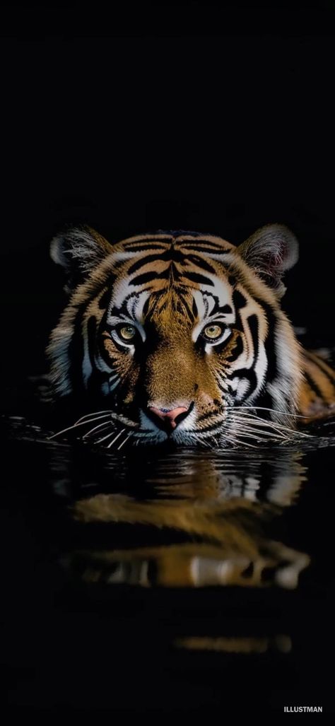 Wallpaper Backgrounds Tiger, Kaplan Wallpaper Iphone, Kaplan Wallpaper, Animal Wallpapers For Phone, Iphone Wallpaper Tiger, Tiger Iphone Wallpaper, Tiger Wallpaper Aesthetic, Tigre Wallpaper, Tiger Wallpaper Hd