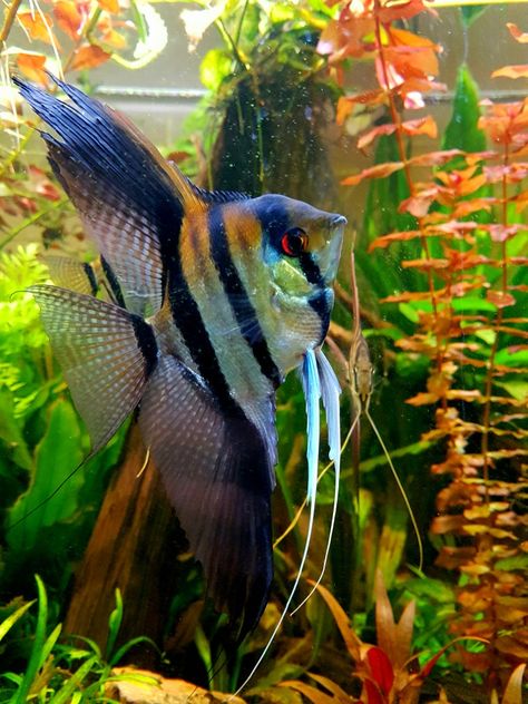 Fish References, Angel Fish Tank, Fish Tank Themes, Aquaponics Fish, Tropical Fish Aquarium, Fishing Room, Underwater Animals, Beautiful Sea Creatures, Angel Fish