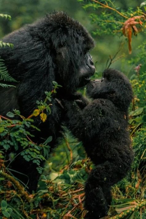 The Ultimate Guide to Gorilla Trekking in Uganda. Enjoy a world-class and once-in-a-lifetime Uganda Gorilla safaris experience. Giving you a bespoke and personal Uganda Gorilla trekking experience. Experienced local guides. Best gorilla trekking tours. Uganda Gorilla Safaris a Once in a Lifetime Experience. Uganda Gorilla Safaris and Best Uganda Gorilla Trekking Tours are in Bwindi and Mgahinga National Park. The Gorilla Trekking Permit in Uganda Costs $700 USD Eastern Gorilla, May Themes, Uganda Travel, Wildlife Biologist, Gorilla Trekking, Mountain Gorilla, Great Ape, Zoology, Primates