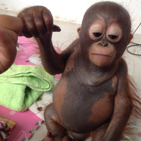 Baby Orangutan, A Monkey, Baby Monkey, A Chicken, Chicken Coop, Coop, Stuffed Animals, Chicken, Animals