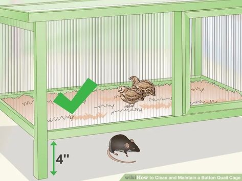 Button Quail Habitat, Button Quail Enclosure, Button Quail Housing, Quail Indoors, Button Quail Housing Indoor, Quails Cage, Quail Coop Ideas, Quail Cage Plans, Button Quails