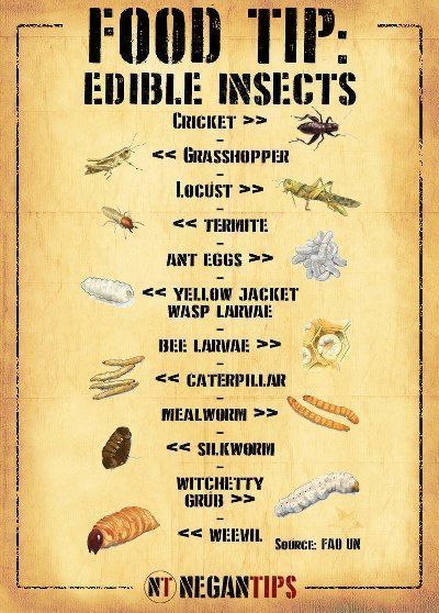 Edible Insects, Survival Skills Life Hacks, Survival Supplies, Emergency Preparation, Survival Life Hacks, Apocalypse Survival, Survival Techniques, Prepper Survival, Homestead Survival