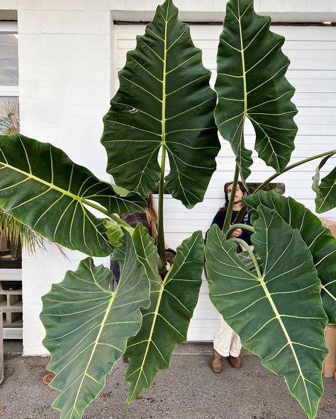 A plant so regal, it turns any room into a royal garden. Alocasia Sarian is native to Southeast Asia. Offer filtered sunlight for healthy growth and maintain humidity above 60°F. It's best to place it less than 3 feet from a south-facing window for optimal light. 📷: ariumbotanicals on IG Alocasia Sarian, Elephant Eating, Royal Garden, Elephant Ears, Unique Plants, Low Lights, Southeast Asia, Perennials, Natural Light