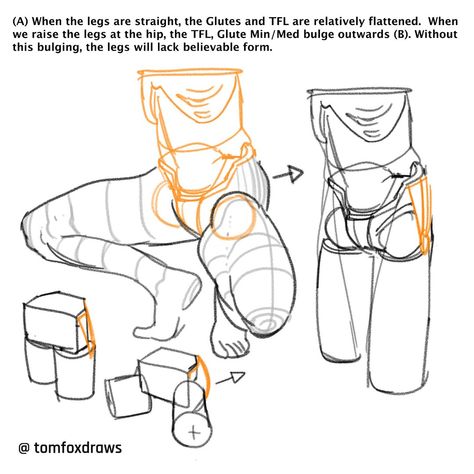 tomfoxdraws on Twitter: "(A) When the legs are straight, the Glutes and TFL are relatively flattened. When we raise the legs at the hip, the TFL, Glute Min/Med bulge outwards (B). Without this bulging, the legs will lack believable form. https://t.co/AaKtbztNNG" / Twitter Mei Red, Anatomy Tutorial, Human Anatomy Drawing, Human Anatomy Art, Anatomy Sketches, Body Reference Drawing, Anatomy For Artists, Silk Bow, Anatomy Drawing