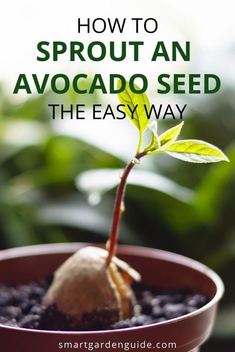 Avocado Bonsai How To Grow, Avocado Tree Care, Avocado Tree From Seed, Avocado Plant From Seed, Growing Avocado, Avocado Seed Growing, Pineapple Plant, Gardening Journal, Growing Garden