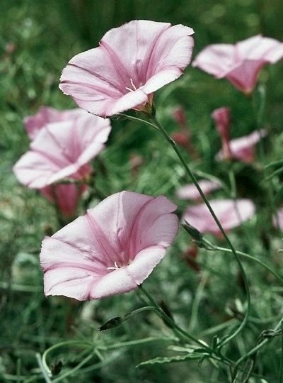 Narrow Leaf Bind-weed (Convolvulus arvensis) Wildwood Flower, The Meadows, Flower Beauty, Flower Field, Flower Making, Garden Landscaping, Wild Flowers, Vines, Canvas