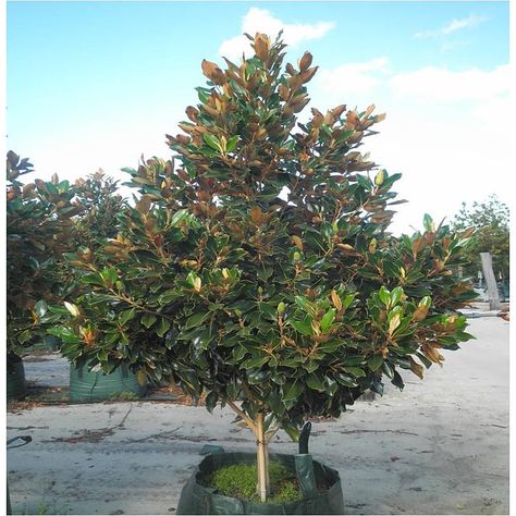 Magnolia Tree Landscaping, Little Gem Magnolia Tree, Teddy Bear Magnolia, Magnolia Little Gem, Nursery Western, Evergreen Magnolia, California Landscaping, Gem Tree, Magnolia Grandiflora