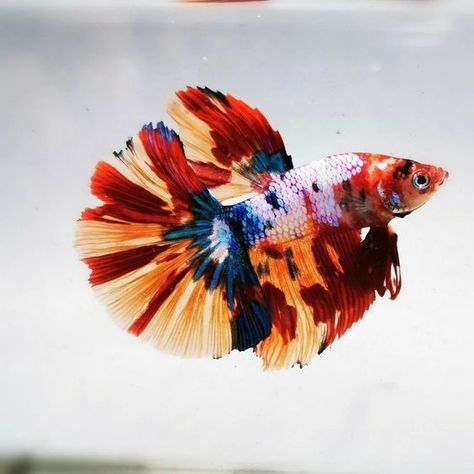 Koi Aesthetic, Fish Images, Fish Types, Fish Pictures, Fish Tank Themes, Koi Betta, Betta Fish Types, Red Fish Blue Fish, Pretty Fish