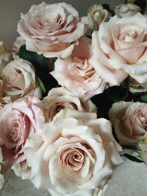 Flower Types, Flower Varieties, Rose Varieties, Colorful Roses, Love Roses, Flower Inspiration, Spray Roses, Floral Inspiration, Favorite Flowers