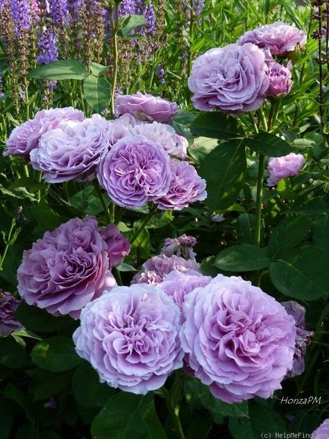 'Lavender Ice ' Rose Photo  great first bloom, than very slow repeating, very low and compact variety Ice Rose, Coming Up Roses, Rose Photo, Have Inspiration, Rose Photos, Beautiful Rose Flowers, English Roses, Flower Farm, Purple Roses