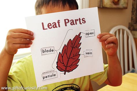 Learning about leaf parts with free printable resources || Gift of Curiosity Parts Of A Leaf Preschool, Parts Of A Leaf Free Printable, Parts Of A Leaf Worksheet, Leaves With Names, Parts Of A Leaf, Leaf Parts, Mfw Kindergarten, Homeschool Themes, Fall Kindergarten Activities