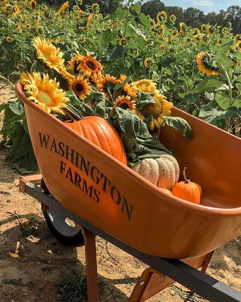 #fall #fallvibes #fallaesthetic #sunflower #sunflowerfarm #sunflowerfield #sunflowergarden #farm #farmlife #washingtonfarms #wheelbarrel #sunnyday #fallcolors #orange Georgia Aesthetic, Orange Farm, Orange Country, Sunflower Garden, Farm Ideas, Instagram Travel, Orange Aesthetic, Sunflower Fields, Drawing Inspo