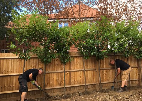 Use screening trees to provide garden privacy, fences are more expensive than you think! - kingco Heighten Fence Ideas, Trees Around Fence, Trees Fence Line, Trees In Front Of Fence, Front Garden New Build Uk, Instant Privacy Backyards, Best Trees For Fence Line, Best Tree For Privacy Fence, Small Garden Privacy