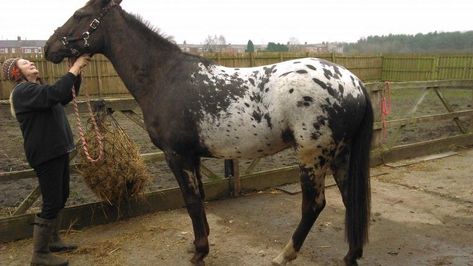 Appaloosa Horses For Sale, Horse And Girl, American Saddlebred Horses, Pinto Horse, American Saddlebred, Dog Grooming Business, Horse Colors, Black Lab Puppies, Appaloosa Horses