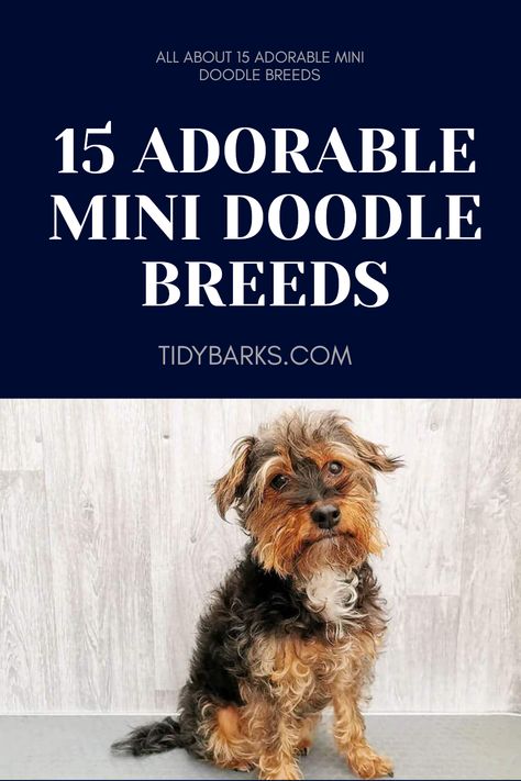 Explore 15 mini doodle breeds including Jackapoo, showcasing their characteristics and why they are perfect small companions. This pin includes 1 image of a cute Jackapoo.