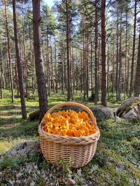 Mushroom Picking, Forest Mushrooms, Farm Lifestyle, Cottage In The Woods, Peaceful Life, Autumn Aesthetic, Farm Gardens, Slow Living, Dream Garden