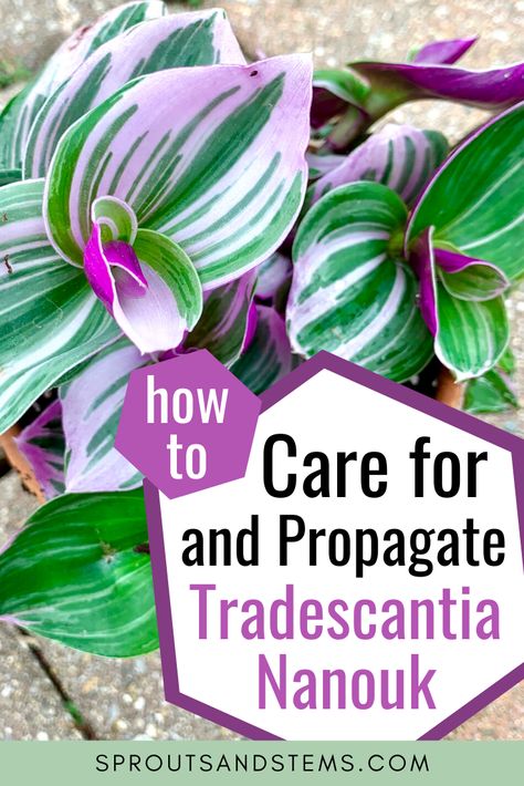 Pink Tradescantia Care, Tradescantia Bubblegum Plant, Pink Tradescantia, Tradescantia Tricolor, Tradescantia Plant, Houseplant Collection, Lilac Plant, Wandering Jew Plant, Black Thumb