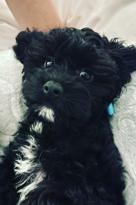 black cavapoo Black Cavapoo Puppies, Black And White Cavapoo, Cavapoo Black, Cavapoo Full Grown, Black Cavapoo, Small Black Dog, Dog Hammock For Car, Dog Dna Test, Cute Small Dogs