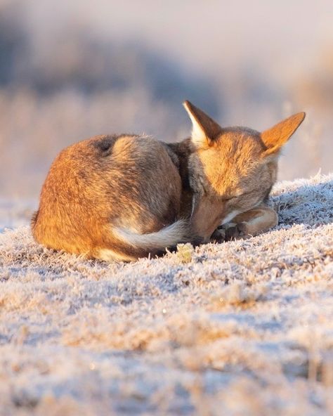 Ethiopian Wolf (Canis simensis) / Loup d'Abyssinie / Image by adrienlesaffre_photographie (Adrien) from instagram Ethiopian Wolf, Grey Wolf, Pretty Animals, Long Tail, Wild Dogs, Sleep, Elephant, Dogs, Animals