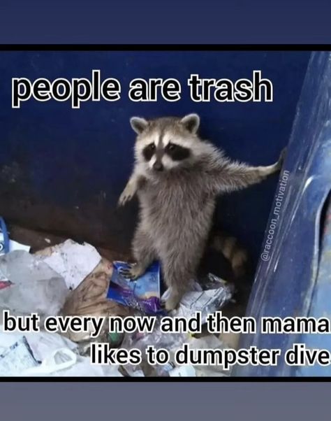 Dumpster Diver, Trash Pandas, Dumpster Diving, Funny Bears, Raccoon Funny, Trash Panda, Follow 4 Follow, Cat Quotes, Funny Animal Memes