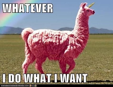 let's just calm down for a second and look at this pink Llamacorn<<<< these are my people. Thats my couzin bobby c: Lama Animal, Unicorn Day, Llama Unicorn, Hate People, What I Want, Bones Funny, A Rainbow, Kitsch, Llama