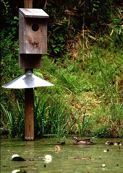 Duck Boxes Plans, Nesting Box For Ducks, Wood Duck Box Plans, Duck House Out Of Pallets, Duck House By Pond, Wood Duck House, Duck House Plans, Bat House, Duck Bird