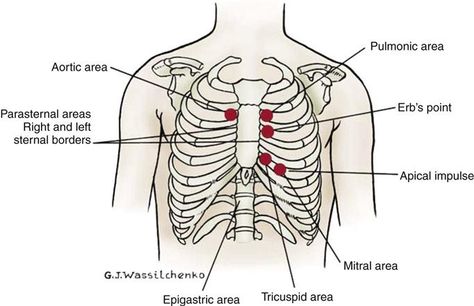 Point of maximal impulse=apical impulse=mitral area (4-5th ICS at left MCL-lower is enlarged heart) Apical Pulse Location, Apical Pulse, Enlarged Heart, Nurse Notes, Nursing Assessment, Nclex Review, I Am A Nurse, Cardiac Nursing, Nursing School Survival