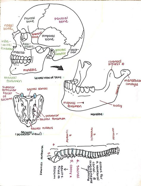 Dental Assistant Study, Anatomy Notes, Radiology Student, Basic Anatomy, Nurse Study, Medical Notes, Nursing School Motivation, Kedokteran Gigi, Basic Anatomy And Physiology